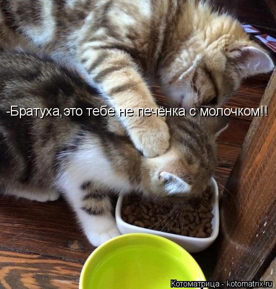 -Братуха,это тебе не печёнка с молочком!!... Котоматрица: -Братуха,это тебе не печёнка с молочком!!