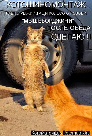 Котоматрица: КОТОШИНОМОНТАЖ - ЛАДНО,РЫЖИЙ,ТАЩИ КОЛЕСО ОТ СВОЕЙ   "МЫШЬБОРДЖИНИ"  - ПОСЛЕ ОБЕДА   СДЕЛАЮ !!!