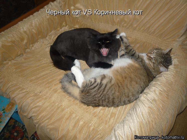 Котоматрица: Черный кот VS Коричневый кот