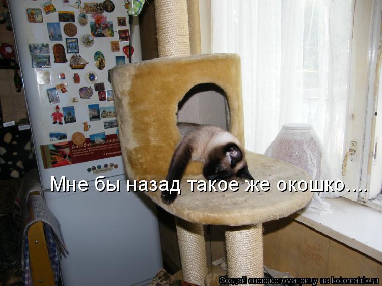 Мне бы назад такое же окошко....... Котоматрица: Мне бы назад такое же окошко....