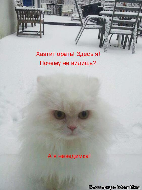Хватит орать! Здесь я! Почему не видишь? А я неведимка!... Котоматрица: Хватит орать! Здесь я! Почему не видишь? А я неведимка!