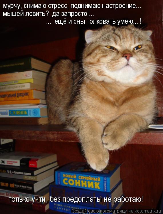 мурчу, снимаю стресс, поднимаю настроение... мышей ловить? да запросто!... .... ещё и сны толковать ... Котоматрица: мурчу, снимаю стресс, поднимаю настроение... мышей ловить? да запросто!... .... ещё и сны толковать умею....! только учти, без предоплаты не работа