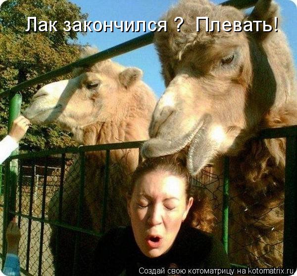 Котоматрица: Лак закончился ?  Плевать!