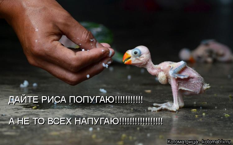 ДАЙТЕ РИСА ПОПУГАЮ!!!!!!!!!!! А НЕ ТО ВСЕХ НАПУГАЮ!!!!!!!!!!!!!!!!!... Котоматрица: ДАЙТЕ РИСА ПОПУГАЮ!!!!!!!!!!! А НЕ ТО ВСЕХ НАПУГАЮ!!!!!!!!!!!!!!!!!