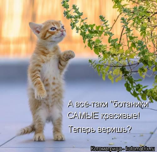 А всё-таки "ботаники" САМЫЕ красивые! Теперь веришь?... Котоматрица: А всё-таки "ботаники" САМЫЕ красивые! Теперь веришь?