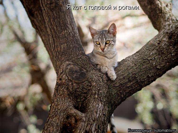 Котоматрица: Я кот с головой и рогами.