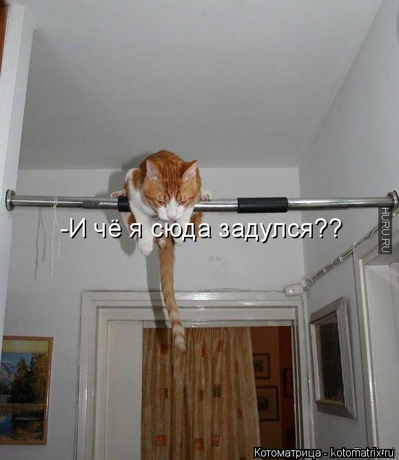 -И чё я сюда задулся??... Котоматрица: -И чё я сюда задулся??