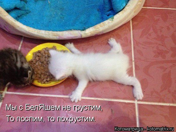 Котоматрица: Мы с БелЯшем не грустим, То поспим, то похрустим.