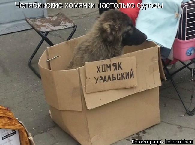 Челябинские хомячки настолько суровы... Котоматрица: Челябинские хомячки настолько суровы
