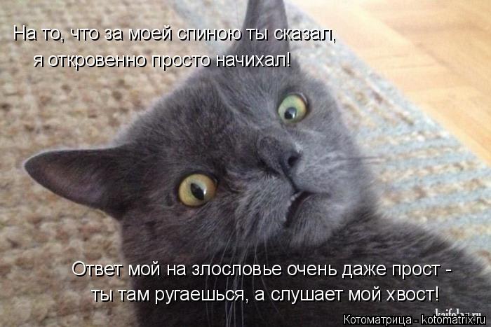 На то, что за моей спиною ты сказал, я откровенно просто начихал! Ответ мой на злословье очень даже п... Котоматрица: На то, что за моей спиною ты сказал, я откровенно просто начихал! Ответ мой на злословье очень даже прост - ты там ругаешься, а слушает мой хво