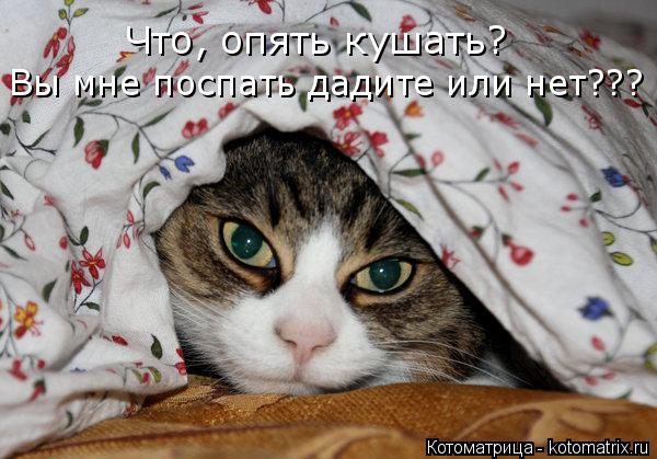 Что, опять кушать? Вы мне поспать дадите или нет???... Котоматрица: Что, опять кушать? Вы мне поспать дадите или нет???