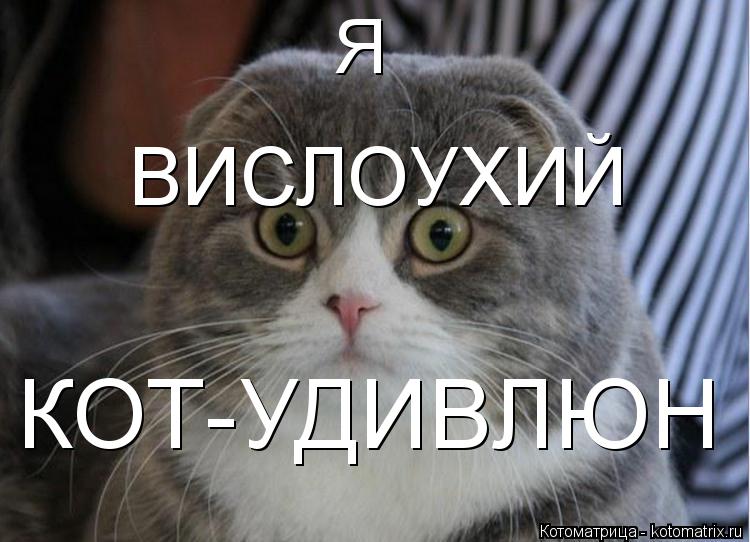 ВИСЛОУХИЙ КОТ-УДИВЛЮН Я... Котоматрица: ВИСЛОУХИЙ КОТ-УДИВЛЮН Я