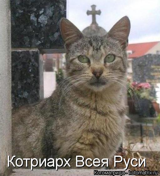 Котриарх Всея Руси... Котоматрица: Котриарх Всея Руси