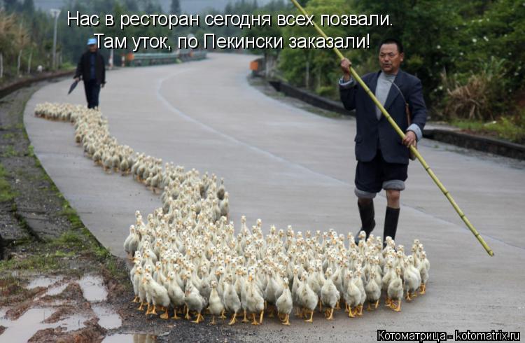 Там уток, по Пекински заказали! Нас в ресторан сегодня всех позвали.... Котоматрица: Там уток, по Пекински заказали! Нас в ресторан сегодня всех позвали.