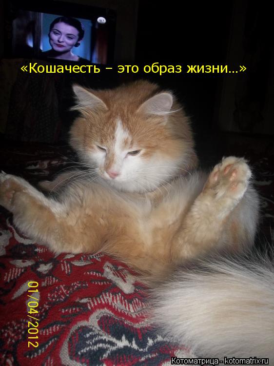 «Кошачесть – это образ жизни…»... Котоматрица: «Кошачесть – это образ жизни…»