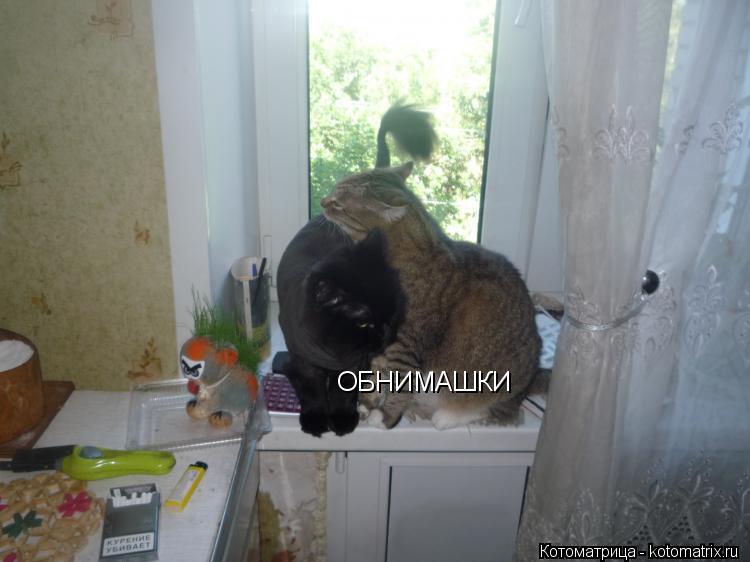 Котоматрица: ОБНИМАШКИ