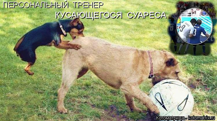 ПЕРСОНАЛЬНЫЙ ТРЕНЕР КУСАЮЩЕГОСЯ СУАРЕСА... Котоматрица: ПЕРСОНАЛЬНЫЙ ТРЕНЕР КУСАЮЩЕГОСЯ СУАРЕСА