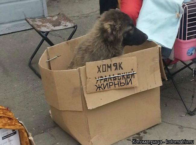 Котоматрица: _________ ЖИРНЫЙ
