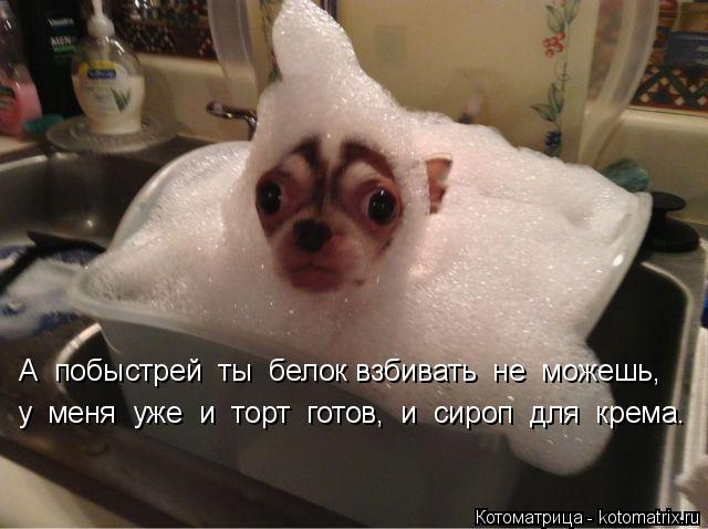 А побыстрей ты белок взбивать не можешь, у меня уже и торт готов, и сироп для крема св... Котоматрица: А побыстрей ты белок взбивать не можешь, у меня уже и торт готов, и сироп для крема сварен. у меня уже и торт готов, и сироп для кр
