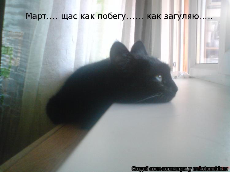 Март.... щас как побегу...... как загуляю........ Котоматрица: Март.... щас как побегу...... как загуляю.....