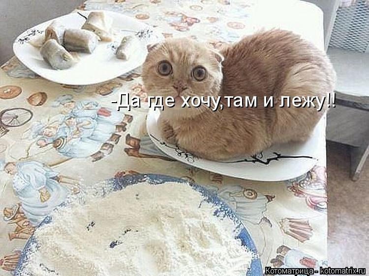 -Да где хочу,там и лежу!!... Котоматрица: -Да где хочу,там и лежу!!