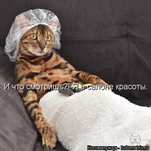 И что смотришь?! Я в салоне красоты.... Котоматрица: И что смотришь?! Я в салоне красоты.