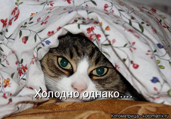 Холодно,однако....... Котоматрица: Холодно,однако....