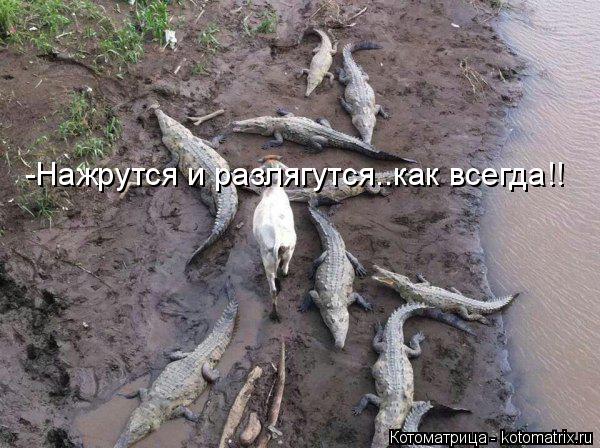 -Нажрутся и разлягутся..как всегда!!... Котоматрица: -Нажрутся и разлягутся..как всегда!!
