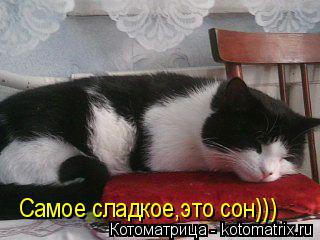 Самое сладкое,это сон)))... Котоматрица: Самое сладкое,это сон)))