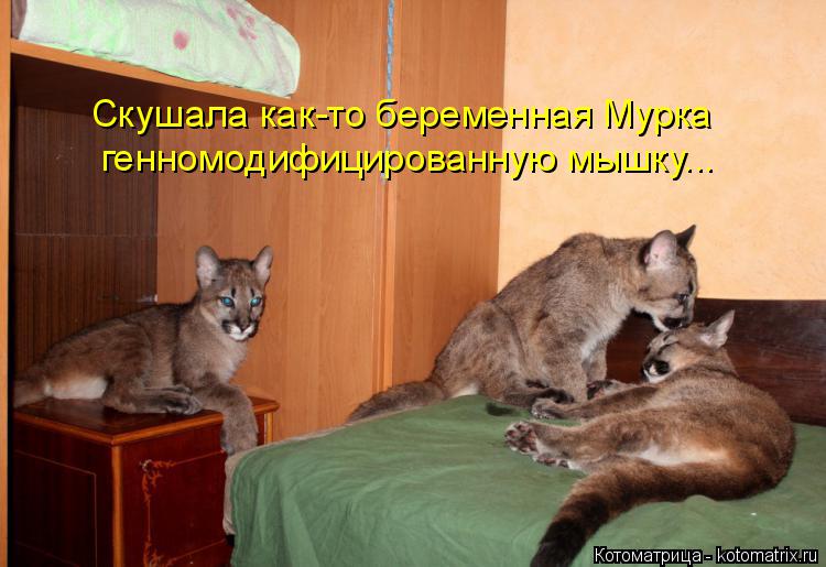 Котоматрица: Скушала как-то беременная Мурка генномодифицированную мышку...