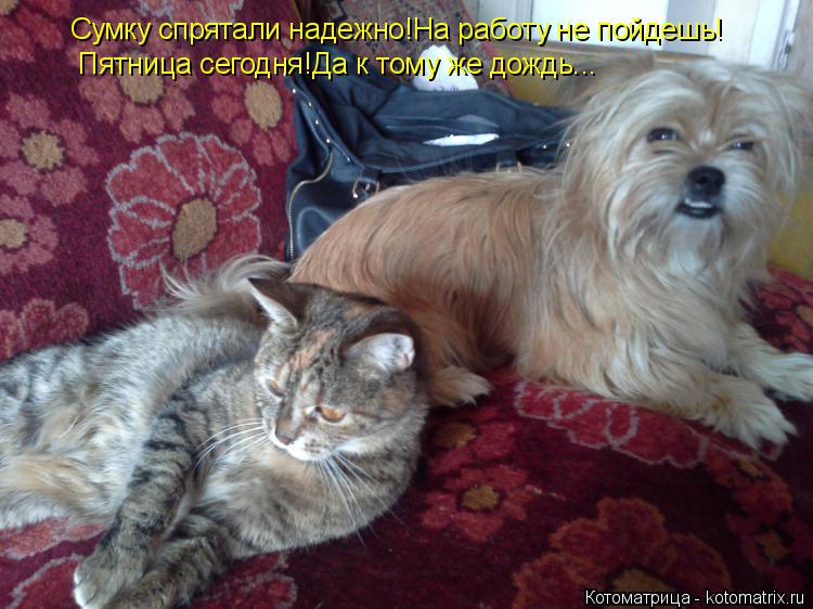 Сумку спрятали надежно!На работу не пойдешь! Пятница сегодня!Да к тому же дождь...... Котоматрица: Сумку спрятали надежно!На работу не пойдешь! Пятница сегодня!Да к тому же дождь...