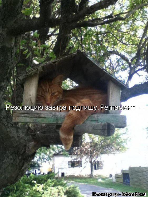 -Резолюцию завтра подпишу..Регламент!!... Котоматрица: -Резолюцию завтра подпишу..Регламент!!