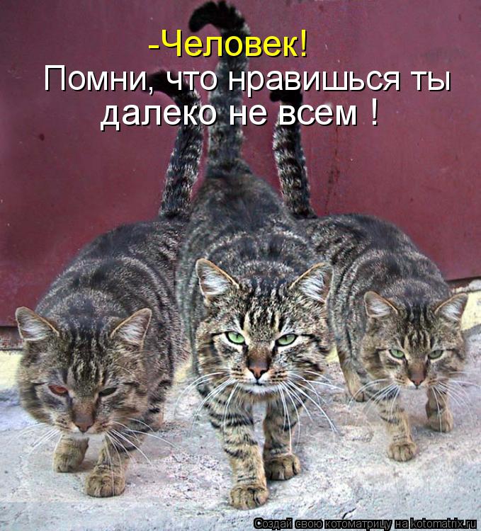 -Человек! далеко не всем ! Помни, что нравишься ты... Котоматрица: -Человек! далеко не всем ! Помни, что нравишься ты