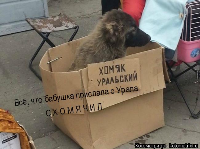 Всё, что бабушка прислала с Урала, С Х О М Я Ч И Л.... Котоматрица: Всё, что бабушка прислала с Урала, С Х О М Я Ч И Л.