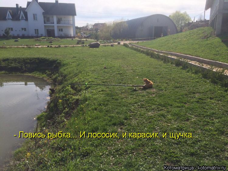 - Ловись рыбка... И лососик, и карасик, и щучка...... Котоматрица: - Ловись рыбка... И лососик, и карасик, и щучка...