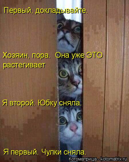 Котоматрица: Первый, докладывайте. Я первый. Чулки сняла. Я второй. Юбку сняла. Хозяин, пора.  Она уже ЭТО  растегивает
