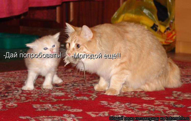 -Дай попробовать! -Молодой ещё!!... Котоматрица: -Дай попробовать! -Молодой ещё!!