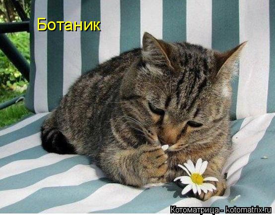 Ботаник... Котоматрица: Ботаник