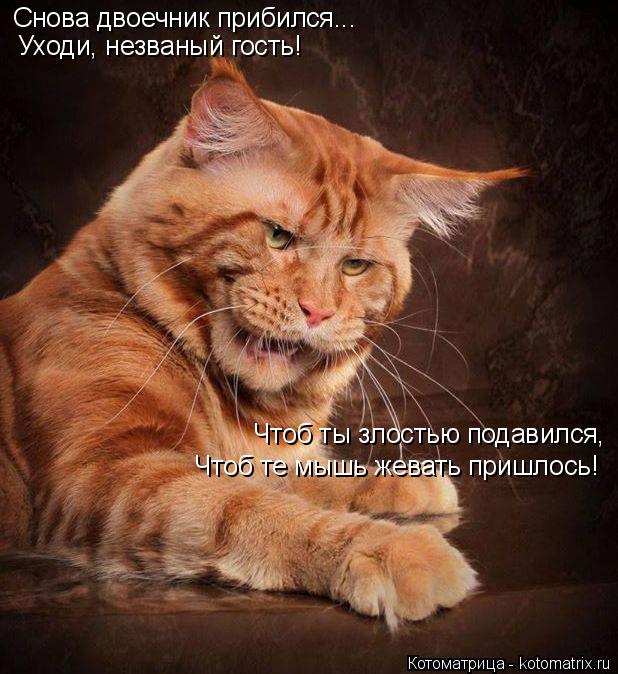 Снова двоечник прибился... Уходи, незваный гость! Чтоб ты злостью подавился, Чтоб те мышь жевать приш... Котоматрица: Снова двоечник прибился... Уходи, незваный гость! Чтоб ты злостью подавился, Чтоб те мышь жевать пришлось!
