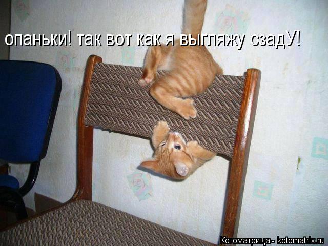 опаньки! так вот как я выгляжу сзадУ!... Котоматрица: опаньки! так вот как я выгляжу сзадУ!