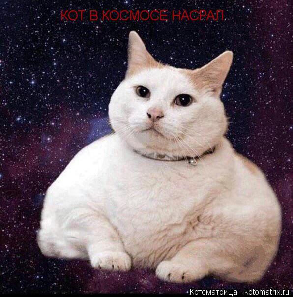 КОТ В КОСМОСЕ НАСРАЛ... Котоматрица: КОТ В КОСМОСЕ НАСРАЛ