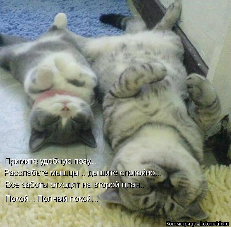 Котоматрица: Примите удобную позу... Расслабьте мышцы... дышите спокойно... Все заботы отходят на второй план... Покой... Полный покой...