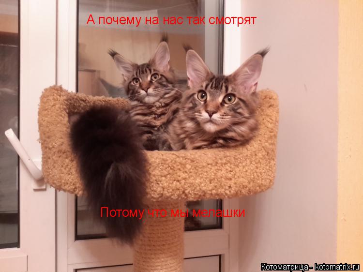 Котоматрица: А почему на нас так смотрят Потому что мы мелашки