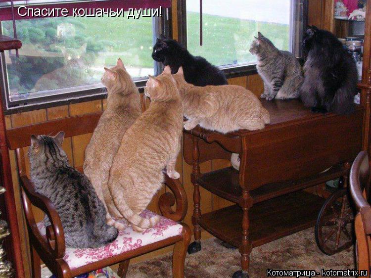 Спасите кошачьи души!... Котоматрица: Спасите кошачьи души!