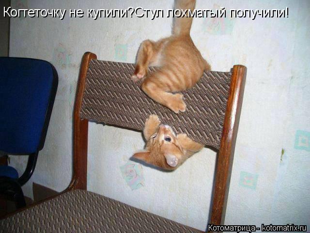 Когтеточку не купили?Стул лохматый получили!... Котоматрица: Когтеточку не купили?Стул лохматый получили!