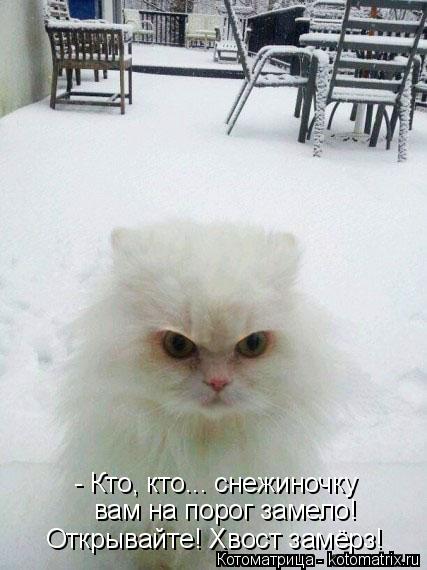 - Кто, кто... снежиночку вам на порог замело! Открывайте! Хвост замёрз!... Котоматрица: - Кто, кто... снежиночку вам на порог замело! Открывайте! Хвост замёрз!