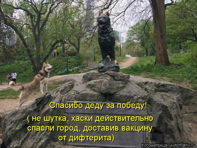 Котоматрица: Спасибо деду за победу! ( не шутка, хаски действительно спасли город, доставив вакцину от дифтерита)