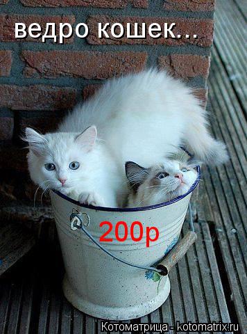 Котоматрица: ведро кошек... 200р