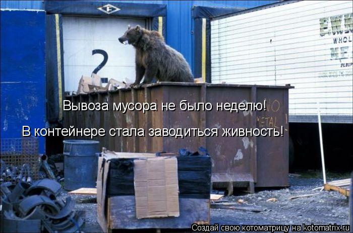 Вывоза мусора не было неделю! В контейнере стала заводиться живность!... Котоматрица: Вывоза мусора не было неделю! В контейнере стала заводиться живность!