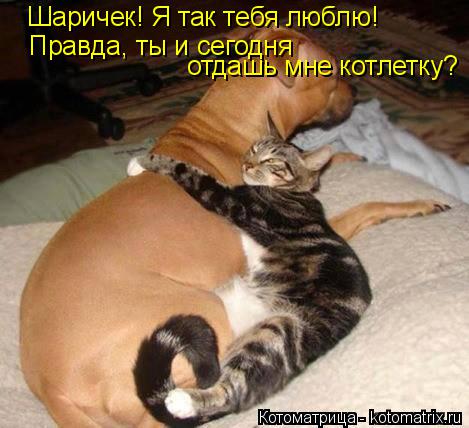 Котоматрица: Шаричек! Я так тебя люблю! Правда, ты и сегодня  отдашь мне котлетку?